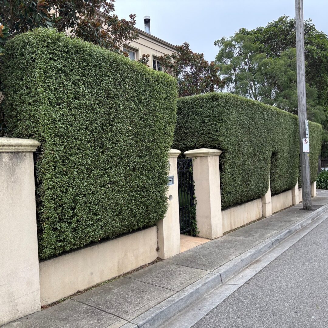 Neatly trimmed tall hedge along residential sidewalk