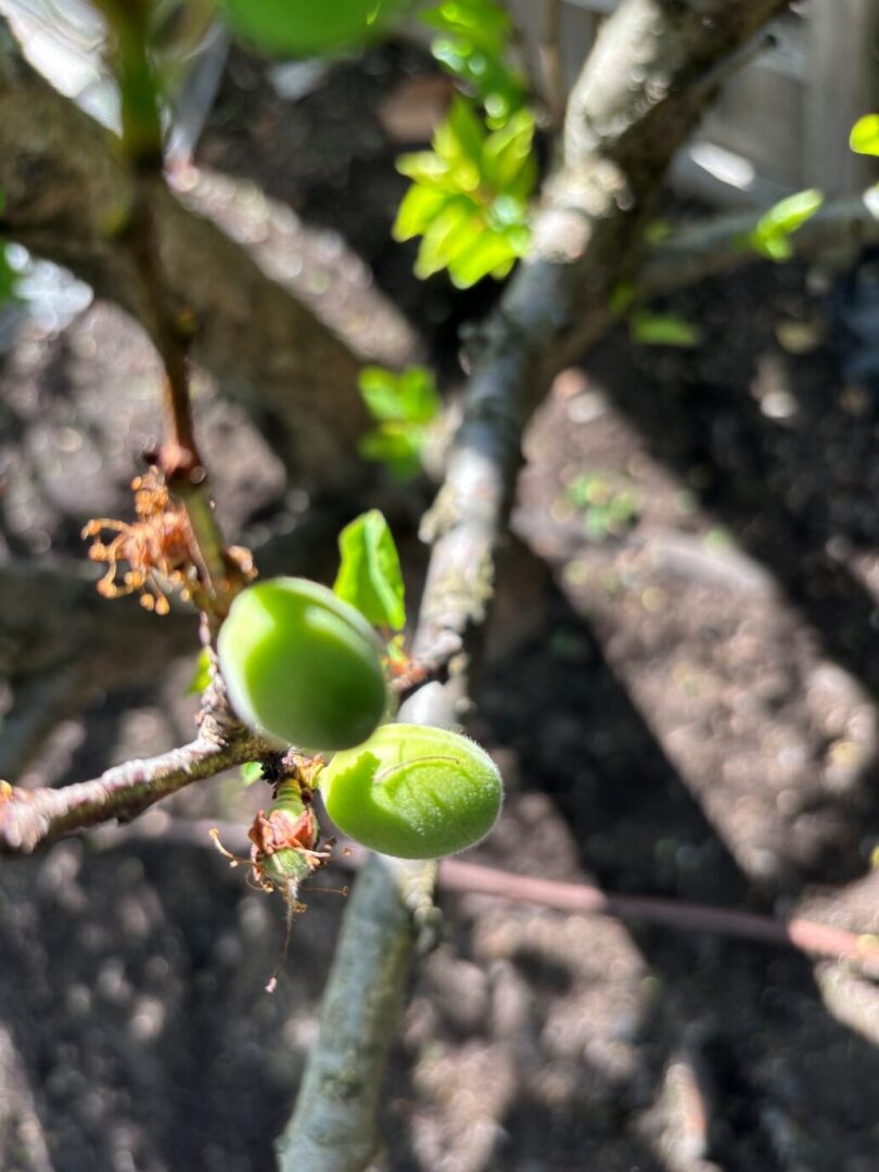Two unripe green fruits on branch