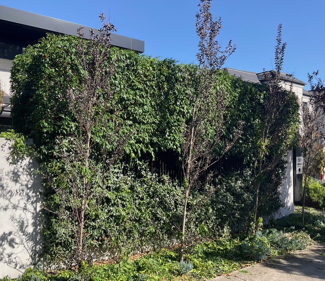 Ivy-covered wall with tall thin trees