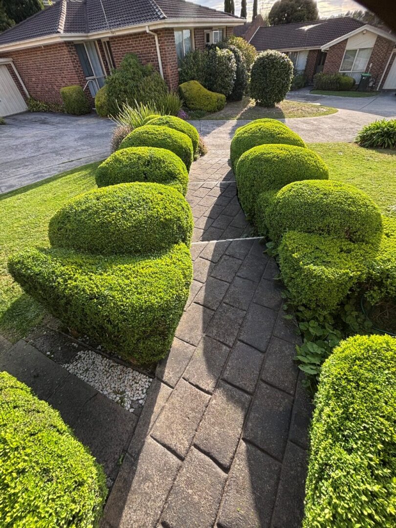Stone path flanked by rounded green shrubs