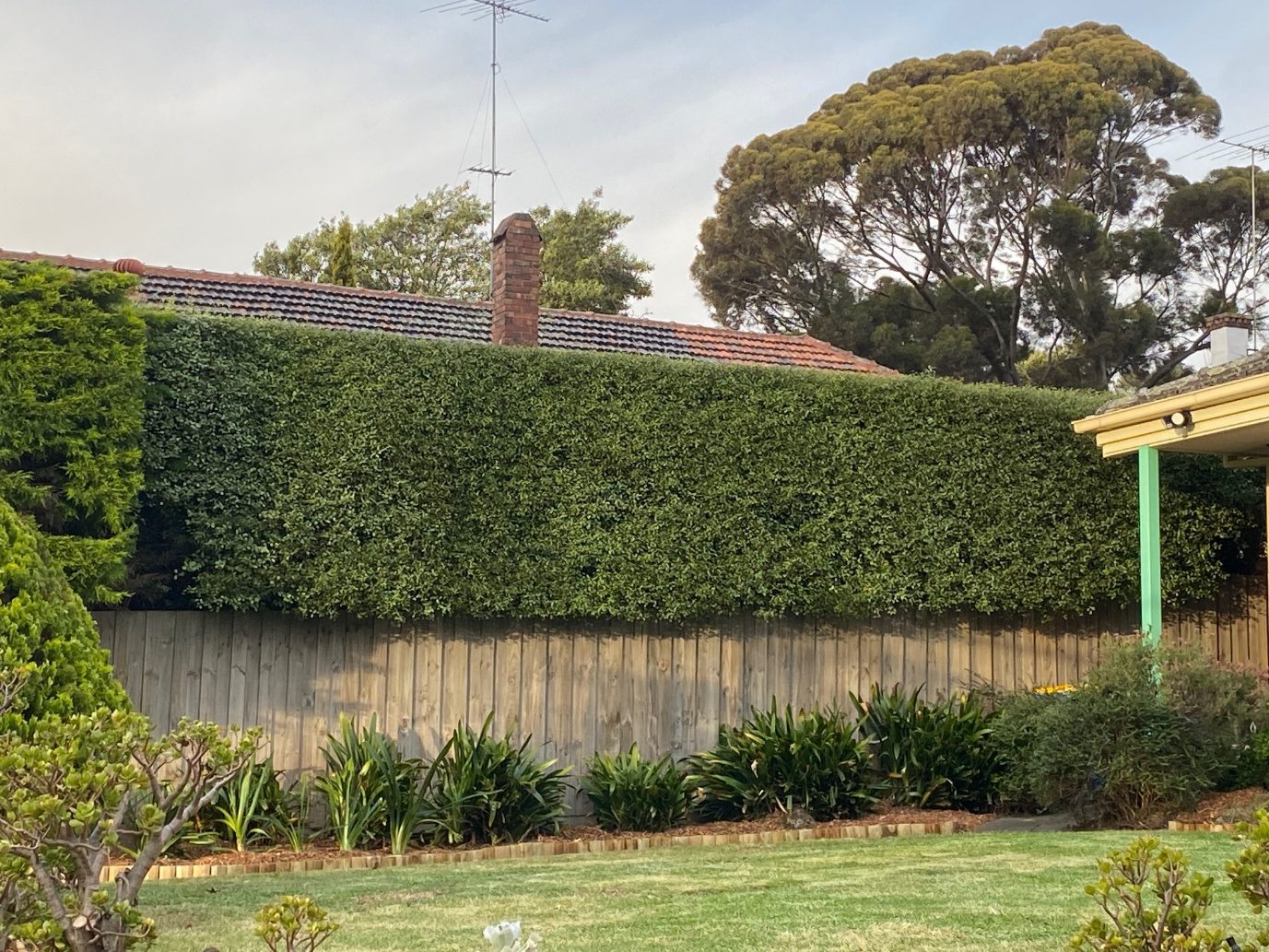 Well-maintained backyard lawn with tall trimmed hedge