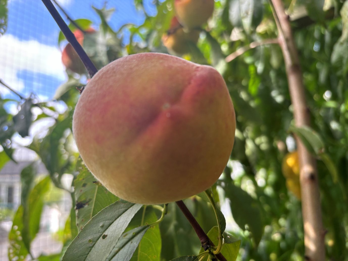 Close-up of ripe peach on branch
