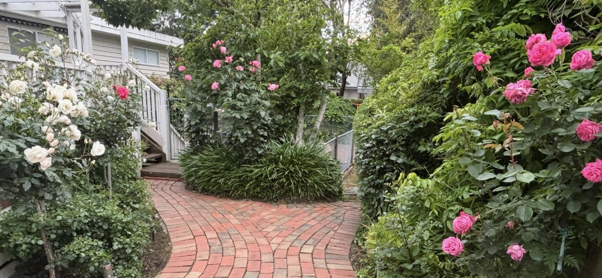 Curved brick garden path with blooming roses